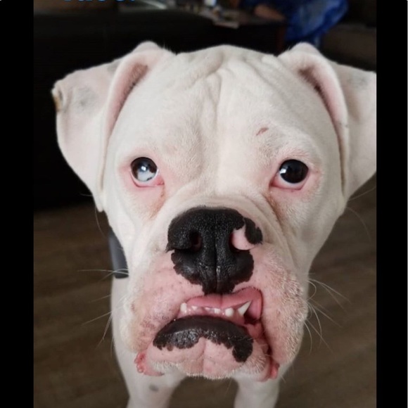 Meet your Posher, Sylvia - Picture 1 of 1